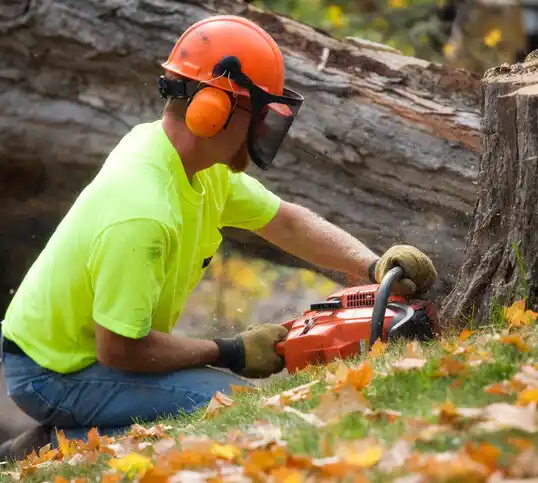 tree services Glens Falls